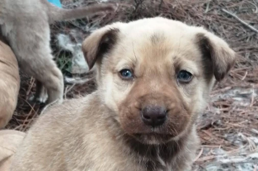 Bolu Belediyesi Sahipsiz Hayvan Bakım