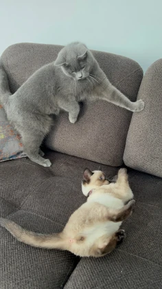 Bolu Vet374 Veteriner Kliniği