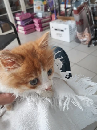 Boncuk Veteriner Kliniği