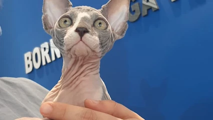 Bornova Doğa Veteriner Polikliniği