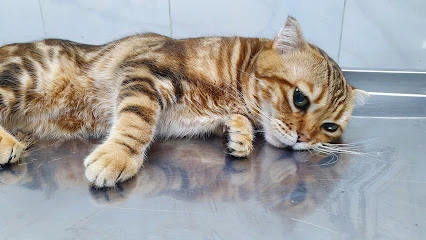 Bulvar Veteriner Kliniği