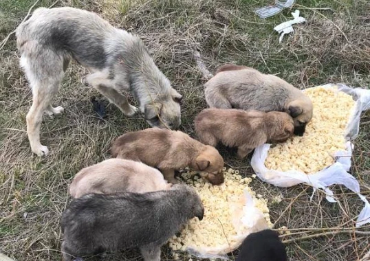 Çankırı Belediyesi Vrterinerlik Hayvan Barınağı