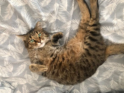 Çankırı Vet18 Veteriner Kliniği