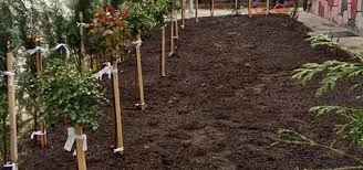 Cemre Çiçekçilik Ve Fidancılık