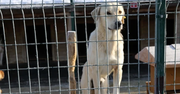 Çınarcık Sokak Hayvanları Rehabilitasyon Merkezi