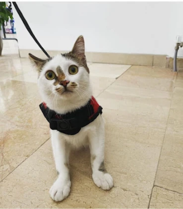 Çorum Petlife Veteriner Kliniği