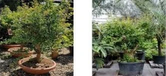 Dokuzlu Çiçek Ve Meyve Fidanı Satış Serası