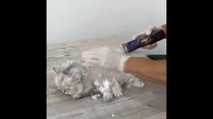 Duman Pet Kuaför / Shop