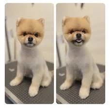 Düzce Kedi Oteli Ve Pet Kuaförü