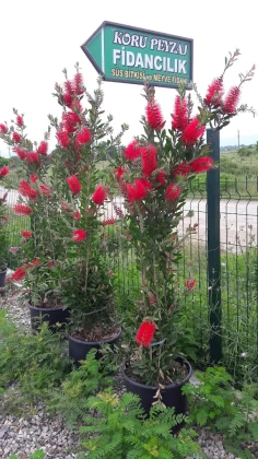 Düzce Koru Peyzaj Fidancılık