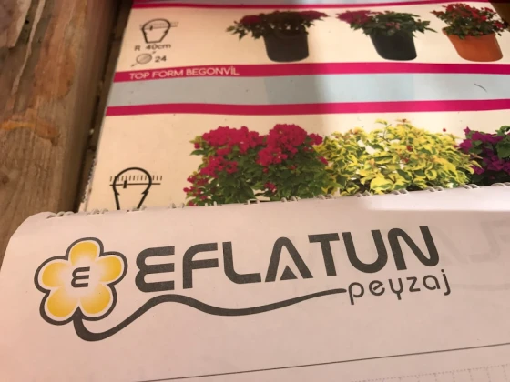 Eflatun Peyzaj