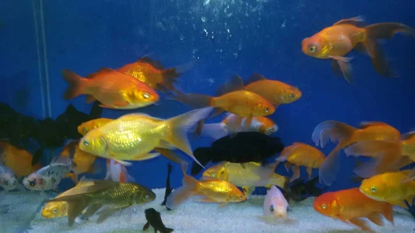 Ekin Pet Shop & Akvaryum