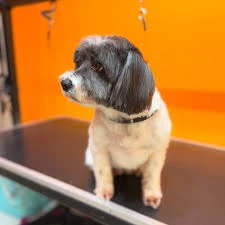 Emre Pet Shop & Pet Kuaför