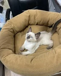 Ent Çiçekçilik Ve Petshop