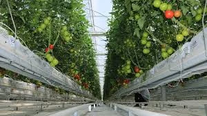 Ercansa - Agora Erzincan Sera