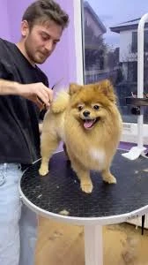 Er'ez Petshop& Kuaför