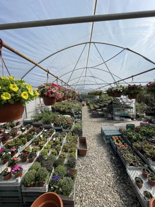 Erkam Peyzaj & Süs Bitkileri