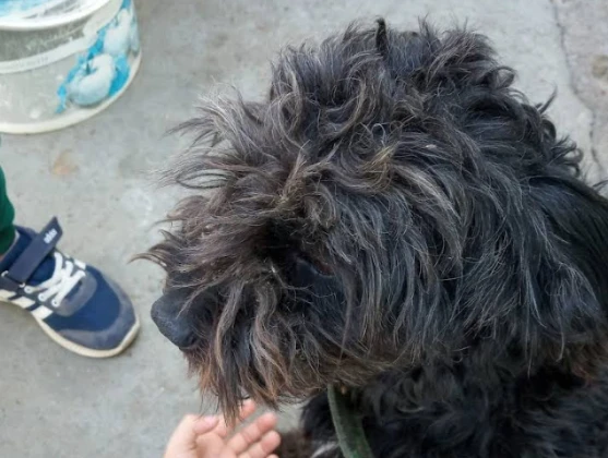 Erzincan Belediye Başkanlığı - Hayvan Barınağı