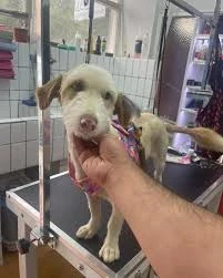 Galaksi Pet Shop & Kuaför