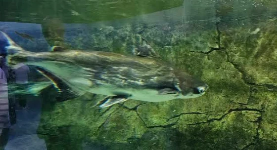 Gaziantep Büyükşehir Belediyesi Köpek Barınağı