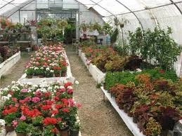 Gülsa Çiçekçilik Fidan Ve Peyzaj