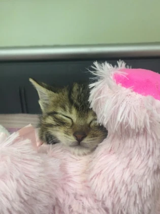 Halkalı Veteriner Kliniği