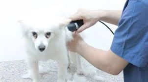 Hipokrat Veteriner Kliniği Ve Pet Kuaför Merkezi