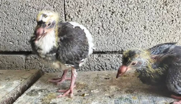 İskenderun Belediyesi Hayvan Barınağı