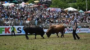 Kafkasör Boğa Güreşleri Festival Alanı