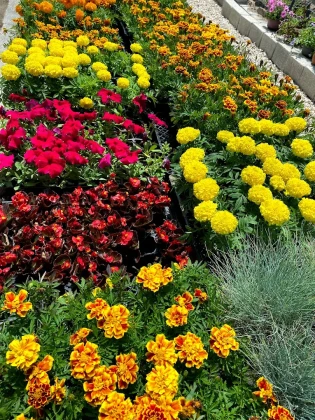 Karabağ Fidancılık Çiçekçilik Ve Peyzaj.