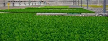 Kastamonu Fide Fidan Tarım Ürünleri Satış