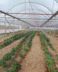 Kayaoğlu Seracılık