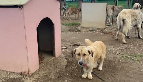 Kırıkkale Belediyesi Evcil Hayvan Barınağı