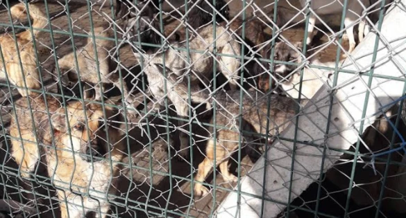 Kırklareli Belediyesi Hayvan Barınağı