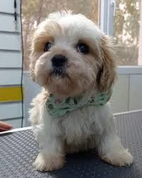 Kokoş Pet Kuaför & Petshop Yalova