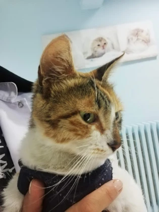 Konya-Pet Veteriner Kliniği. | Acil |Veteriner İlaç|Konya Veteriner | Nöbetçi Veteriner