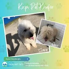 Kupi Pet Kuaför & Pet Cafe