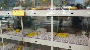 Love Pet Kuaför Otel Shop