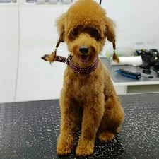 Lüleburgaz Pati Pet Kuaförü Spa Butik Petshop Cafe Club