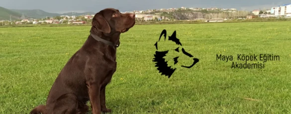Maya Köpek Eğitim Akademisi