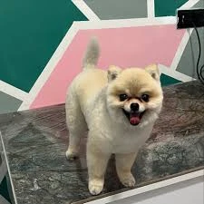 Mersin Pet Kuaför Leydi Petshop