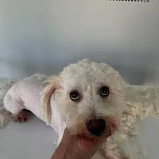 Mina Petshop & Pet Kuaför