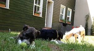 Minik Pet Otel / Kuaför