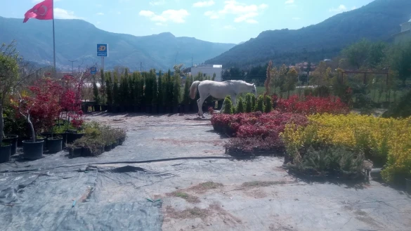 Mtk Peyzaj, Süs Bitkileri Fidanlığı Ve Bahçe Market