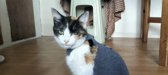 Muş Serhat Pet Shop