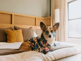 Mutlu Patiler Kedi Köpek Oteli