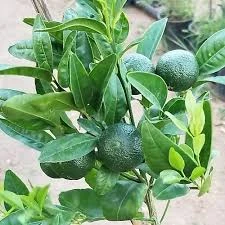 Nova Fidancılık Bitki Market