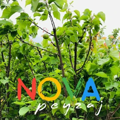 Nova Peyzaj Proje & Bitki Market