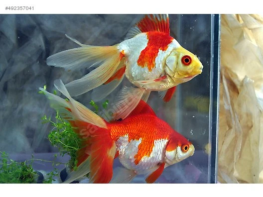 Orhunlar Akvaryum, Balık, Bitki