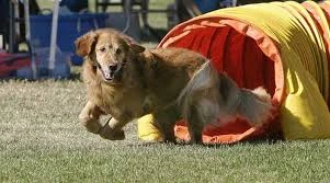 Pasteur Köpek Eğitim Merkezi & Oteli